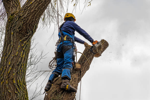 Why Choose Our Tree Removal Services in Ray City, GA?