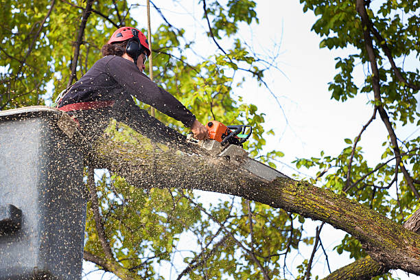 Professional  Tree Services in Ray City, GA